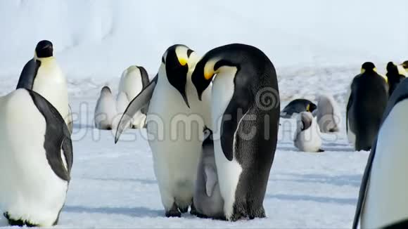 令人难以置信的美丽可爱有趣的帝企鹅家族在寒冷的南极冬雪中与幼雏嬉戏视频的预览图