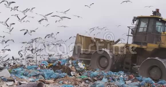 鸟儿飞过车辆清理堆积在垃圾填埋场的垃圾视频的预览图