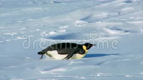 可爱可爱的小皇帝企鹅在冰冰冰川南极景观中在清澈的白色寒冷的冬雪中爬行视频的预览图