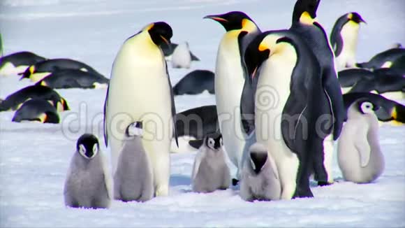 一群可爱的毛茸茸的滑稽的小企鹅在冰天雪地的冬天里一起玩耍视频的预览图