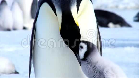 在寒冷的冬天里在成年的帝企鹅妈妈喂小毛茸茸的可爱的有趣的儿童小鸡时近距离观看视频的预览图