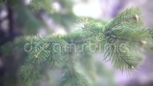 枝活云杉特写生长在森林中的云杉针叶树视频的预览图