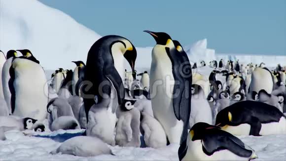 迷人的景色可爱有趣的帝企鹅一家人在寒冷的南极冬天的雪地里和小鸡宝宝玩耍视频的预览图