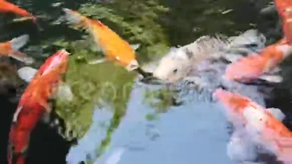 多种颜色的鲤鱼漂浮在池塘的水面上视频的预览图