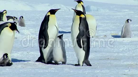 令人印象深刻的近距离观看可爱的小毛绒婴儿帝企鹅小鸡与成年企鹅在雪地里散步视频的预览图