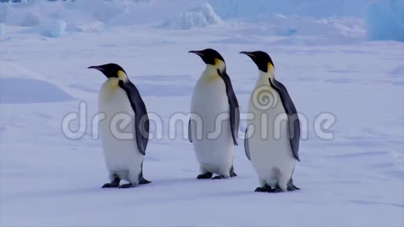 一群可爱有趣的南极小帝企鹅在清澈的白色寒冷的冬季雪景中摇头视频的预览图