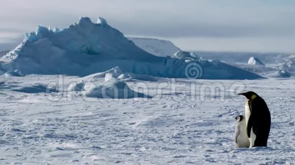可爱蓬松滑稽的帝企鹅家族小企鹅成年妈妈看着狂野的大自然寒冷的南极冬季冰川视频的预览图
