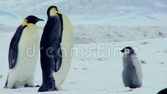 令人难以置信的近景可爱可爱的小皇帝企鹅家庭毛茸茸的小企鹅在南极冬天下雪视频的预览图