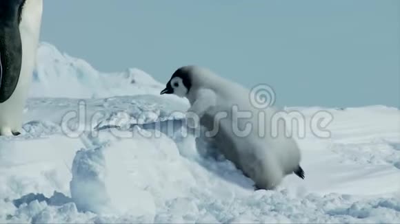 可爱有趣毛茸茸的小宝宝企鹅小鸡学习在冰天雪地里爬行与帝企鹅妈妈视频的预览图