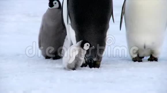 小小可爱的毛茸茸的搞笑小帝企鹅小鸡在寒冷的南极冬雪中缓缓行走视频的预览图