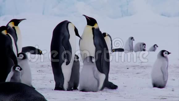 可爱可爱有趣的帝企鹅家庭与毛茸茸的小企鹅在寒冷的南极冬季雪中分享瞬间视频的预览图