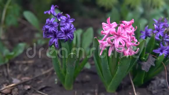 花园里的花粉色和蓝色花朵特写视频的预览图