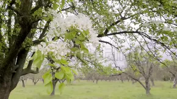 春暖花开的梨树在风日白花的树视频的预览图