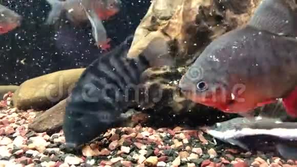 在弗赖什水族馆里喂食的大鱼视频的预览图