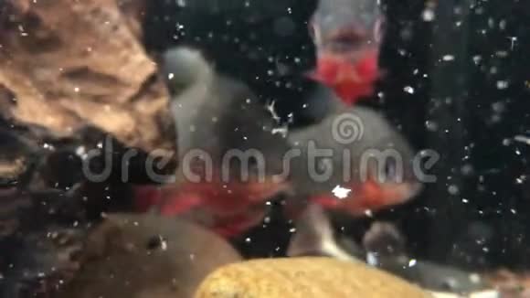 在弗赖什水族馆里喂食的大鱼视频的预览图