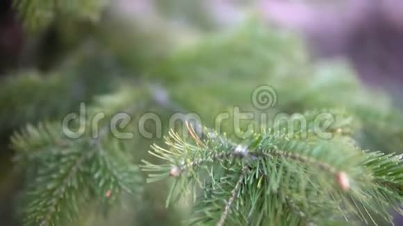 枝活云杉特写生长在森林中的云杉针叶树视频的预览图