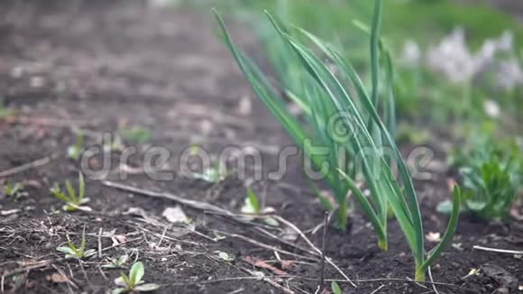 洋葱在花园里生长风吹动洋葱茎视频的预览图