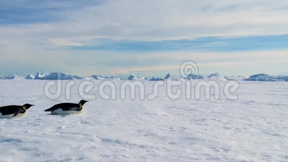 一群可爱可爱的小帝企鹅在冰冰冰川南极景观中在洁白寒冷的冬雪中爬行视频的预览图