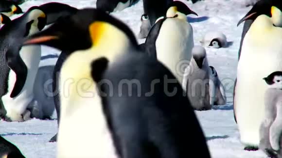 在南极大陆的大殖民地一只小小的毛茸茸的可爱的小企鹅企鹅从成年母嘴里得到食物视频的预览图