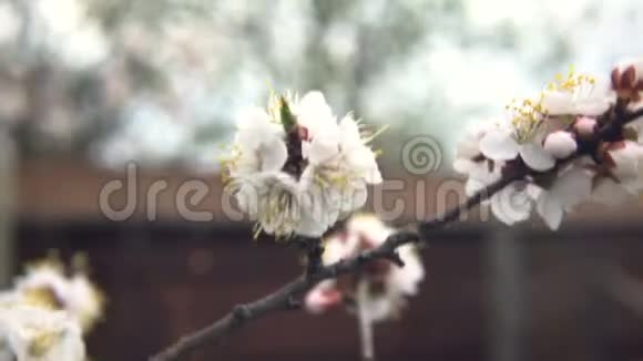 荧光树杏树开园特写视频的预览图