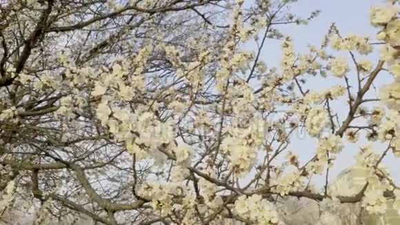 春天在刮风的日子开花的苹果树白花的树视频的预览图