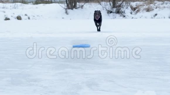 狗跑到冰湖上的玩具前滑倒了简直难以忍受摔下来视频的预览图