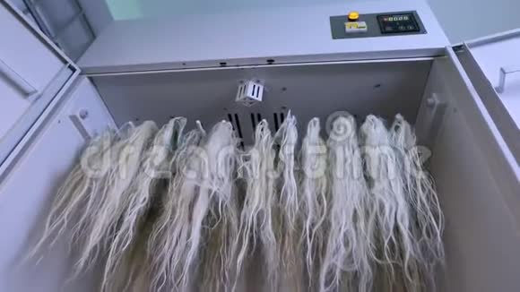 在烘干机里烘干天然的女性头发长的女性头发视频的预览图