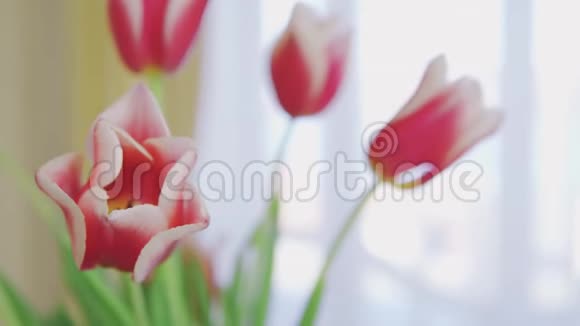 木桌上一个玻璃花瓶里的粉红色和白色郁金香花束视频的预览图