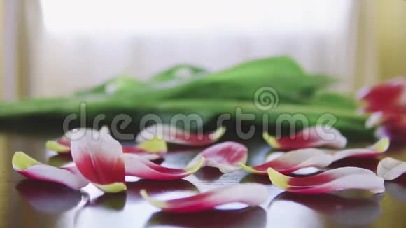 一张漂亮的花瓣被撕成的浪漫的粉红色郁金香落在桌子上视频的预览图