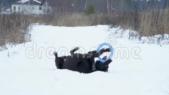 拉布拉多滑稽地躺在雪地的乡间小路上玩玩具视频的预览图