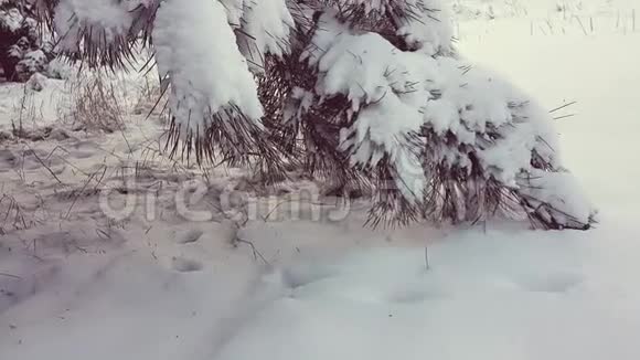 松树在蓬松的雪特写冬季花园视频的预览图