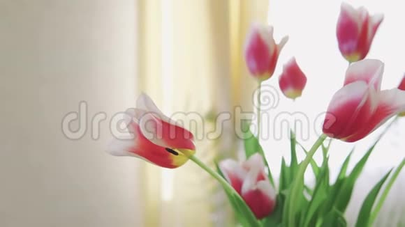 特写美丽的花束五颜六色的郁金香母亲节快乐春季视频的预览图