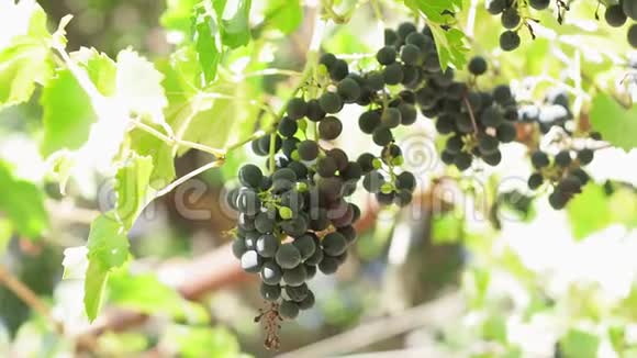 葡萄园里一串成熟的黑葡萄新鲜多汁的生料视频的预览图
