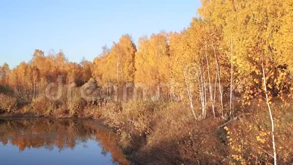 秋林近湖景观视频的预览图