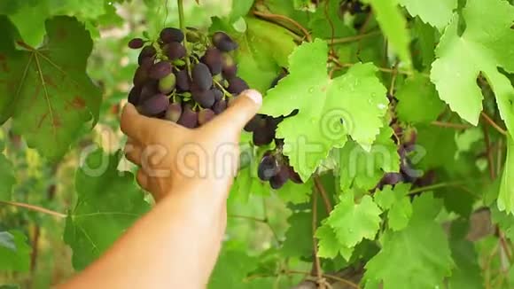 葡萄园里成熟的葡萄农夫的手检查葡萄的成熟程度为葡萄酒种植有机水果视频的预览图