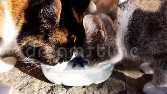 猫在石头地板上吃塑料碗里的牛奶特写侧视视频的预览图