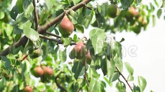 在花园里的一棵树上收获成熟的梨有机水果视频的预览图