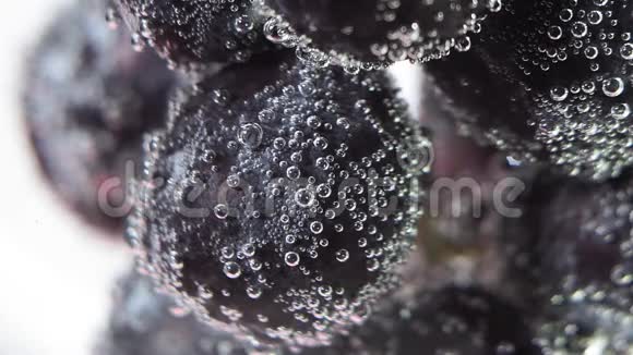 黑葡萄在水中特写水果成熟水果用于制作果汁葡萄酒和鸡尾酒视频的预览图