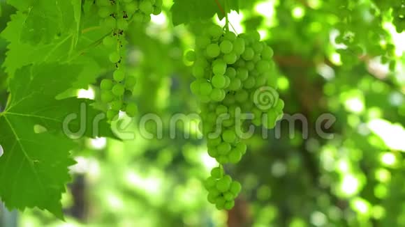 成熟的白葡萄酒葡萄酒庄绿叶地道的乡村葡萄园视频的预览图