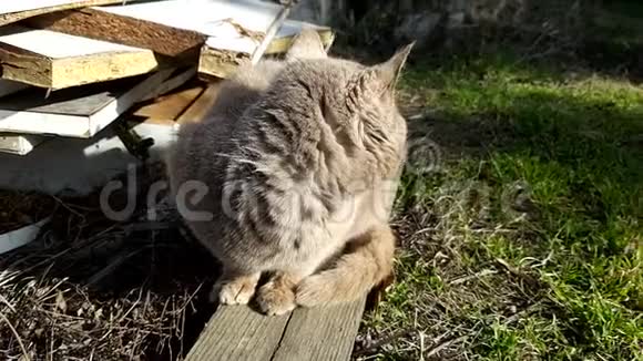 无家可归的异国猫正坐在老公园里视频的预览图