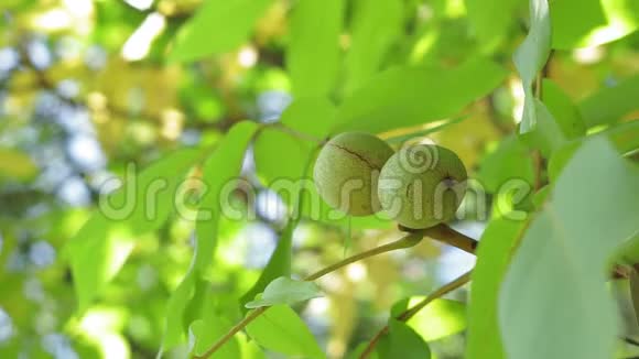 树枝上的绿色核桃树上的坚果刮胡桃仁视频的预览图