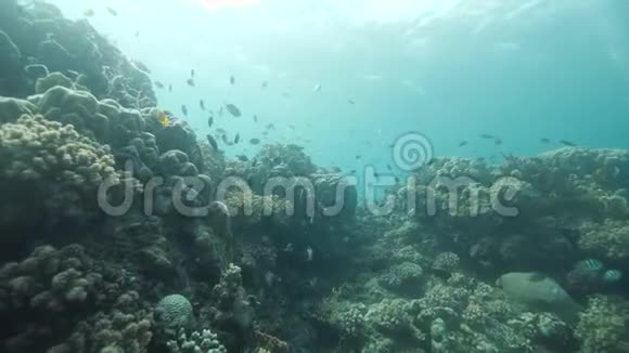 在蓝色海洋下的珊瑚礁中游泳的鱼群丰富的海洋生物视频的预览图