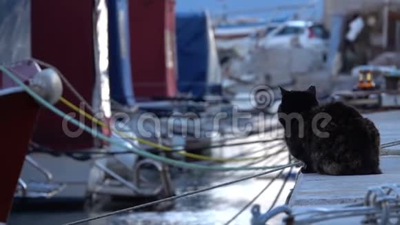 钓鱼船附近一只眼猫视频的预览图