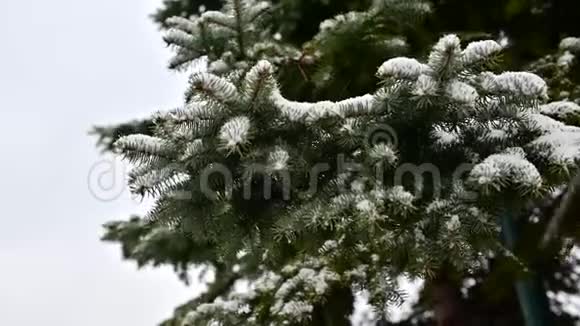4雪落在针叶树枝上视频的预览图