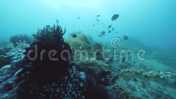 各种海洋物种鱼类羽状星质海洋植物和珊瑚视频的预览图