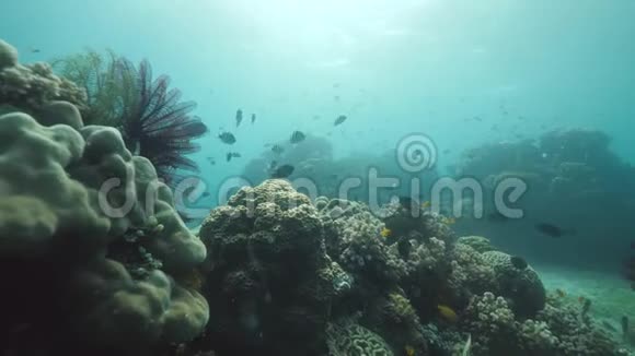 热带鱼类在珊瑚礁和其他海洋生物的水下游泳视频的预览图