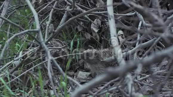 刺猬躲在树枝里海胆动物在他们的自然环境中视频的预览图