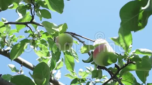 花园里一棵树上的苹果种植有机水果用于果汁和甜点视频的预览图