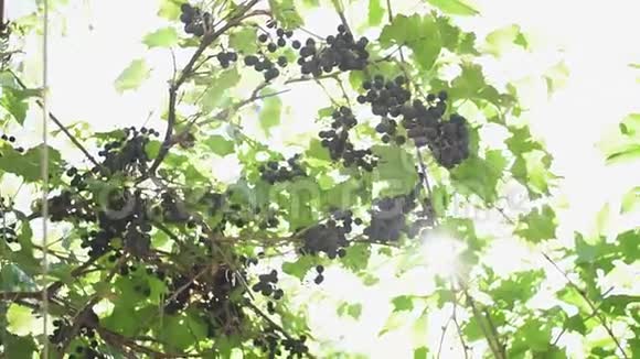 葡萄园的黑葡萄在秋天成熟葡萄园葡萄成熟在葡萄藤上用来酿酒视频的预览图