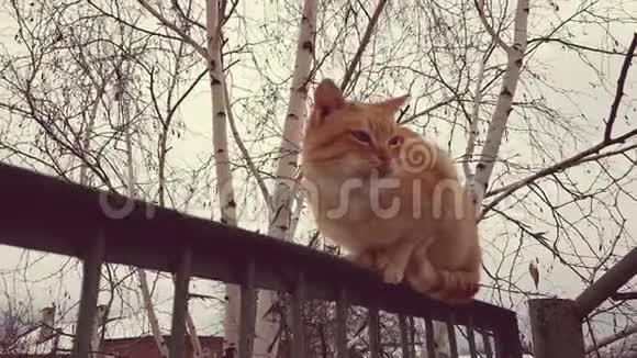 姜猫坐在桦树附近的老栅栏上视频的预览图